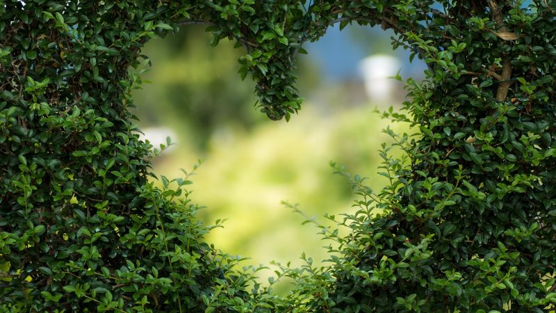Comment habiller un mur extérieur avec des plantes ?
